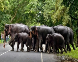 খাবারের ঘ্রাণ পেয়ে বিয়েতে হাজির হাতির পাল!